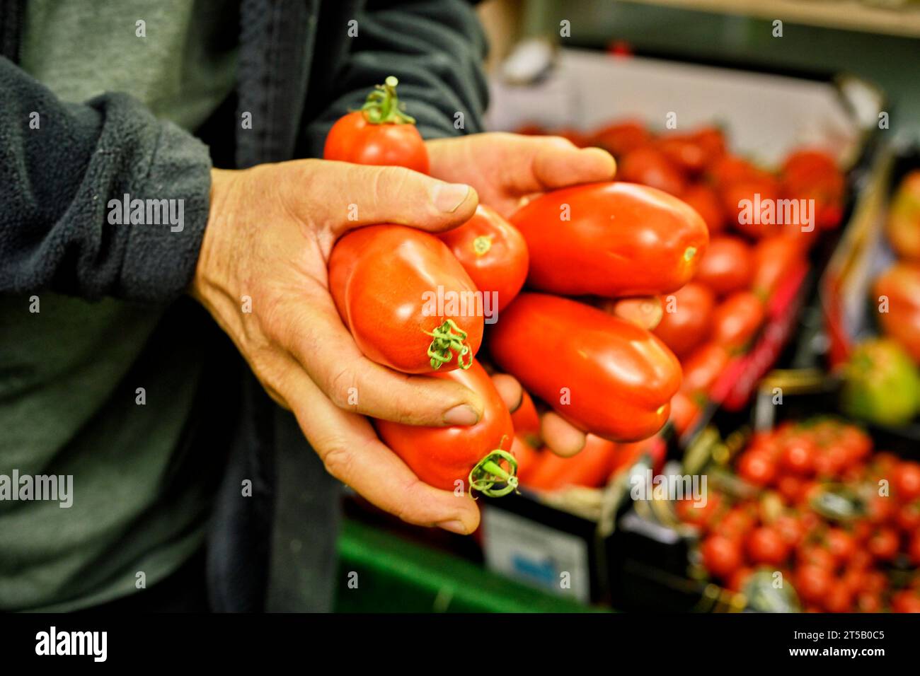 Gemüseladen und Angebot eines türkischen Händlers. Er hält länglich Tomaten in den Händen. Stockfoto