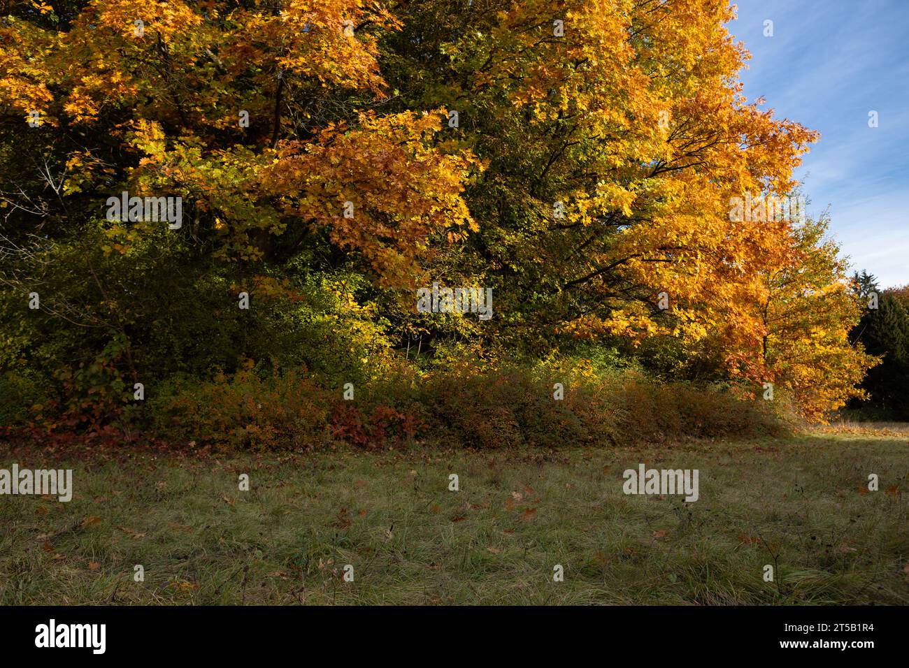 Herbstbäume im Park mit gelben Blättern Natur Stockfoto