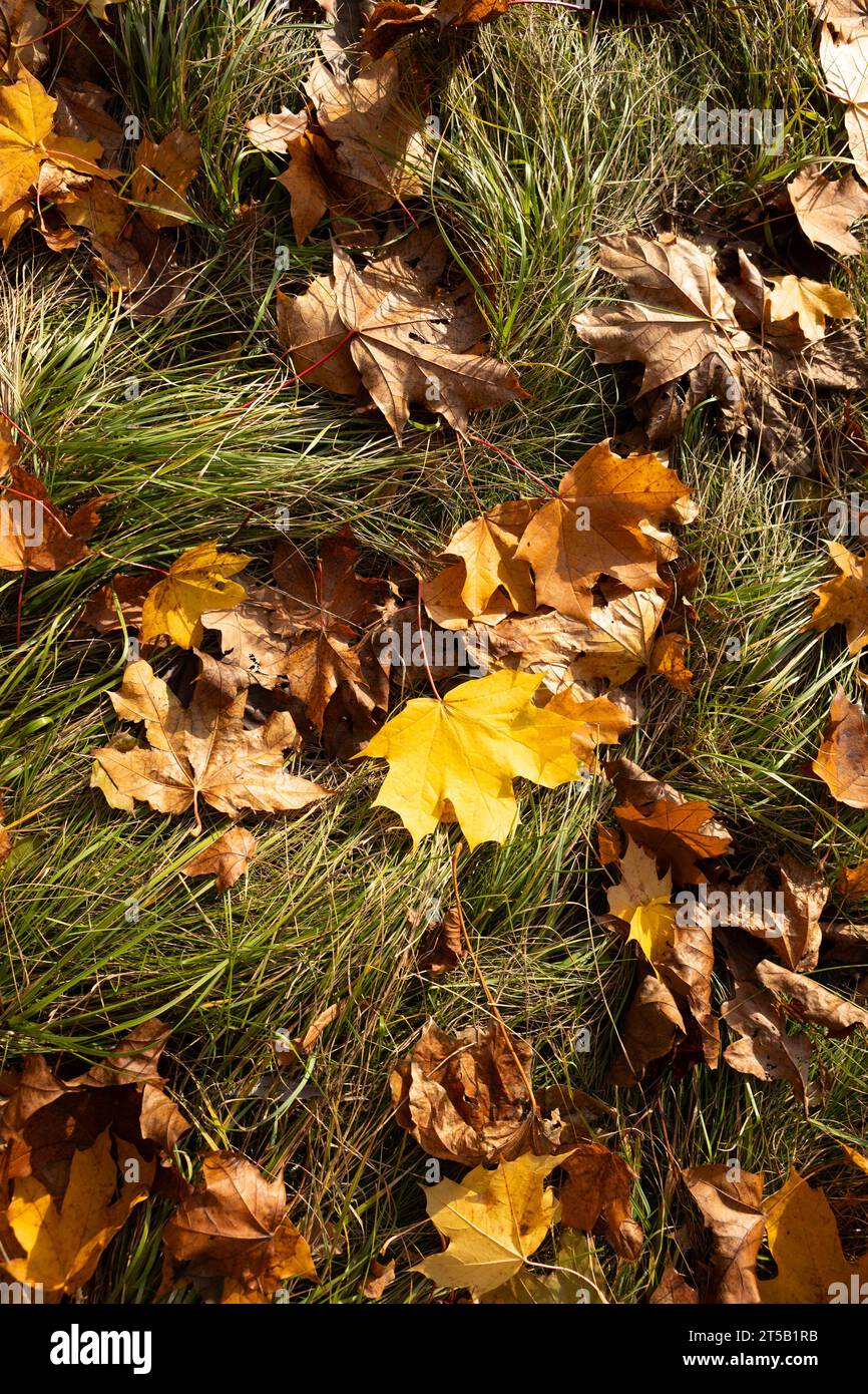 Herbstliche Ahornblätter fallen auf das Gras Stockfoto
