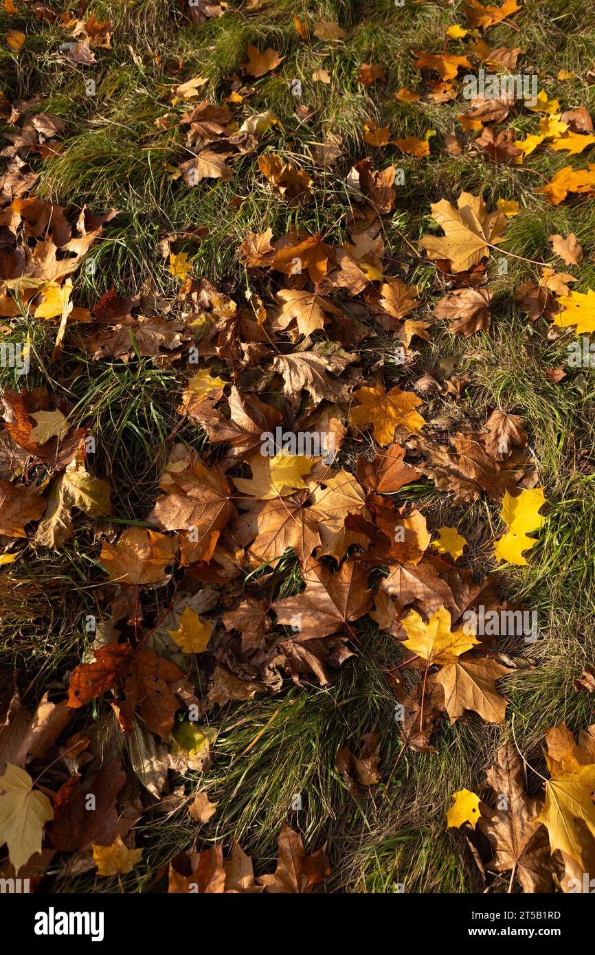 Herbstliche gelbe und braune Ahornblätter fallen auf die Graslandschaft Stockfoto