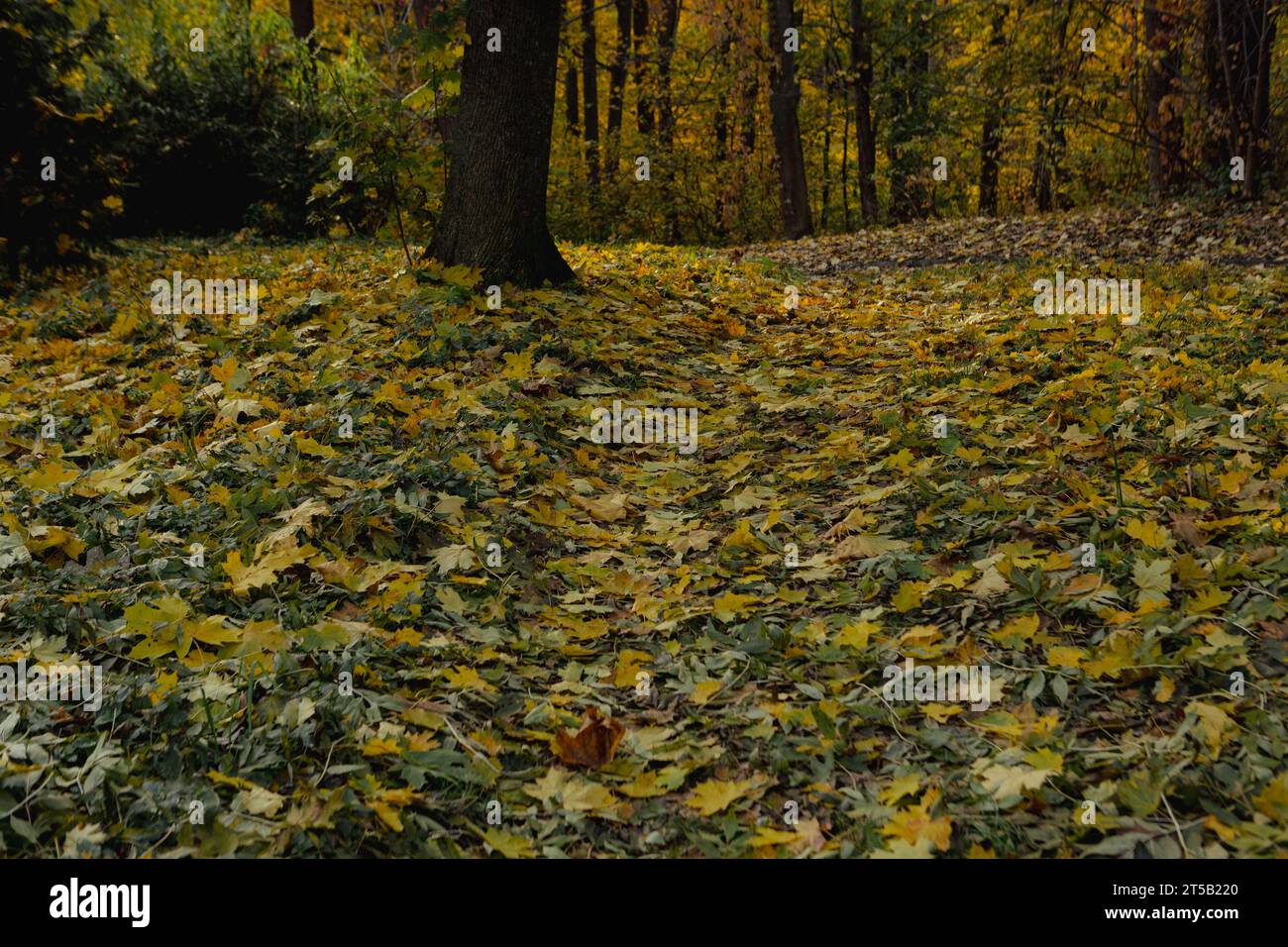 Ahornblätter auf dem Weg und Bäume in der herbstlichen Natur des Parks Stockfoto