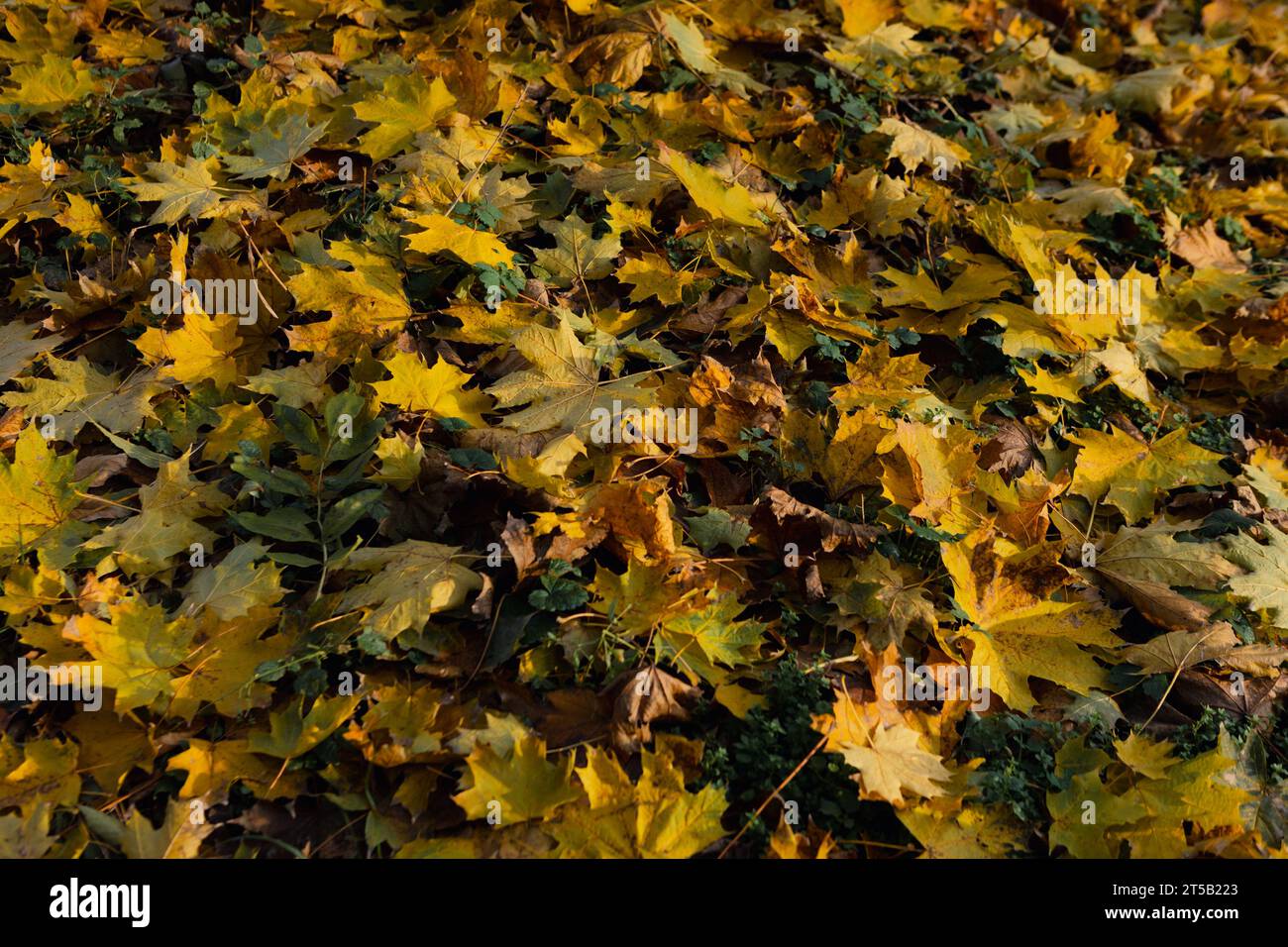 Naturhintergrund mit herabfallenden Herbstblättern Stockfoto