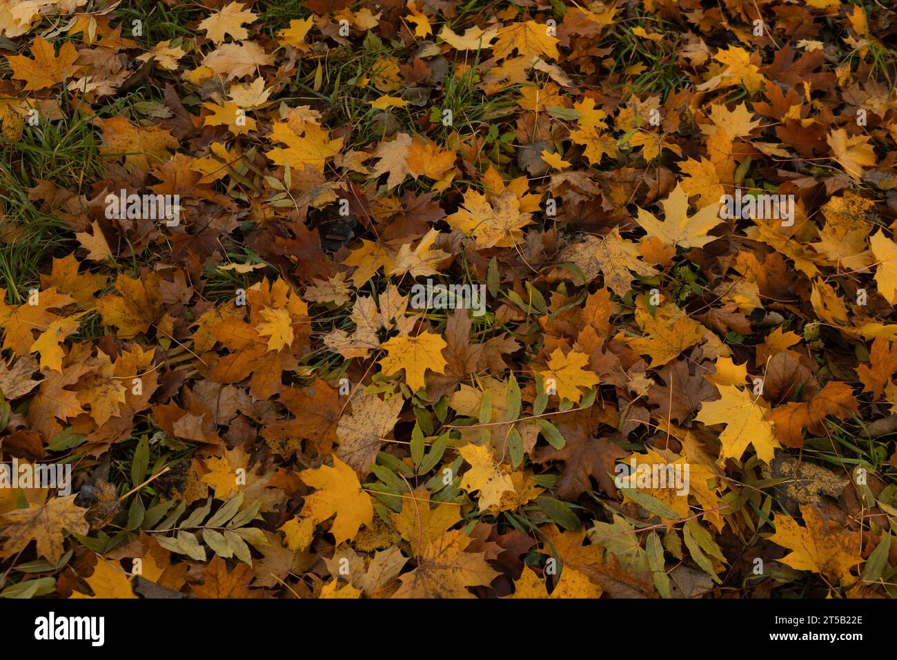 Naturhintergrund mit herbstlichen gelben Blättern von oben Stockfoto