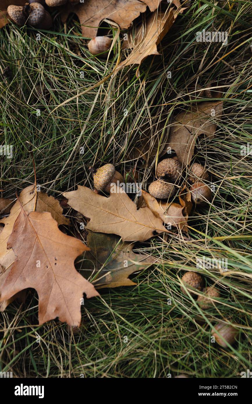 Nahaufnahme von trockenen Eichenblättern und Eicheln auf dem Gras Natur Herbst Hintergrund Stockfoto