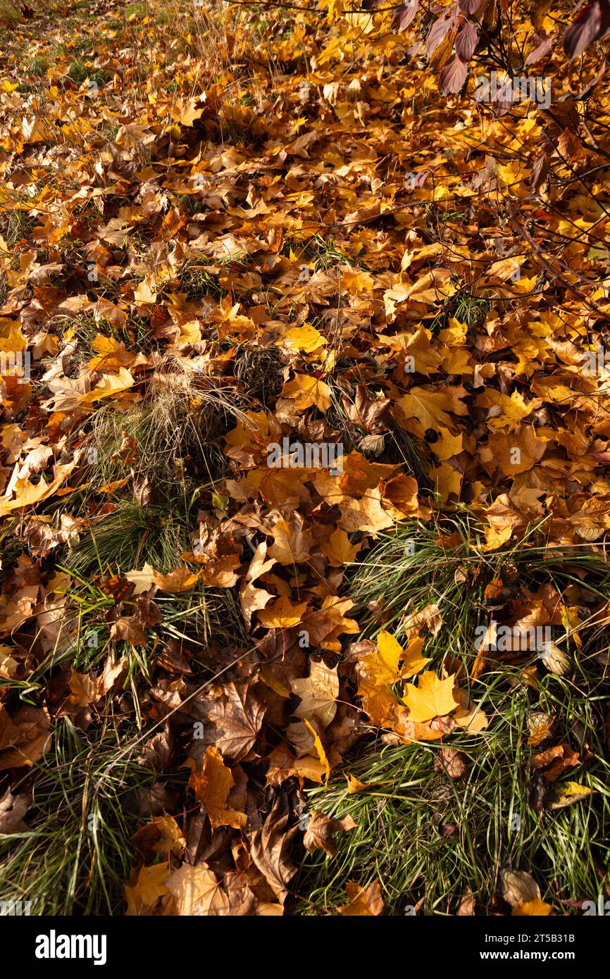 Herbstgelbe und braune Ahornblätter auf dem Gras draußen Stockfoto