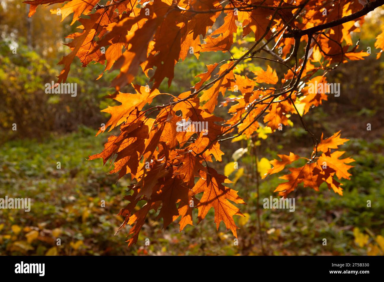 Nahaufnahme der herbstlichen Eiche trockene braune Blätter im Zweig-Naturpark Stockfoto