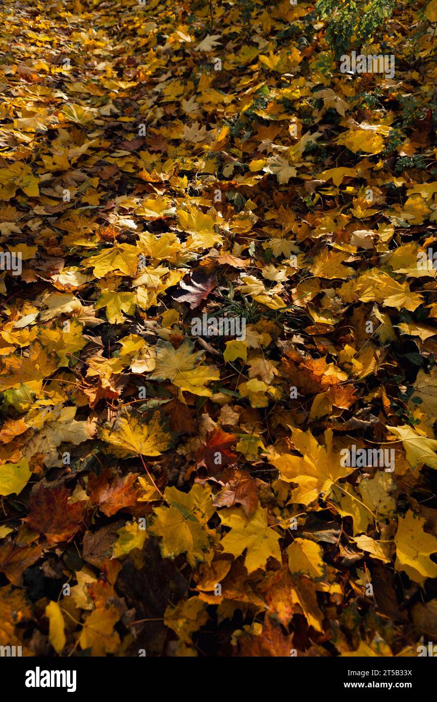 Herbstliche gelbe und braune Blätter auf dem Boden Natur Hintergrund Stockfoto