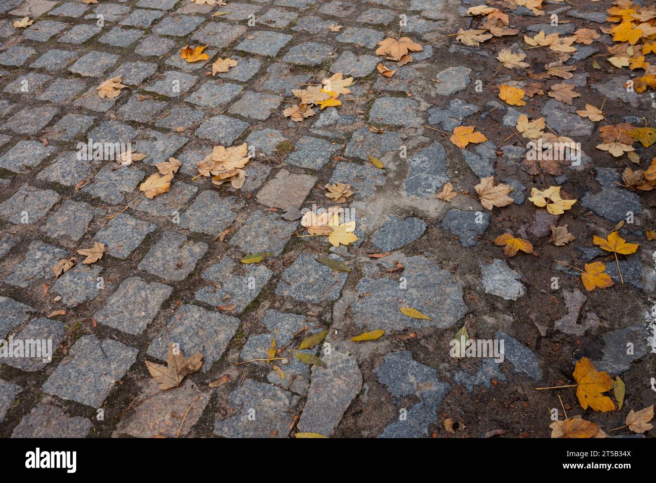 Ahornblätter fallen auf einen Steinweg im Park Stockfoto