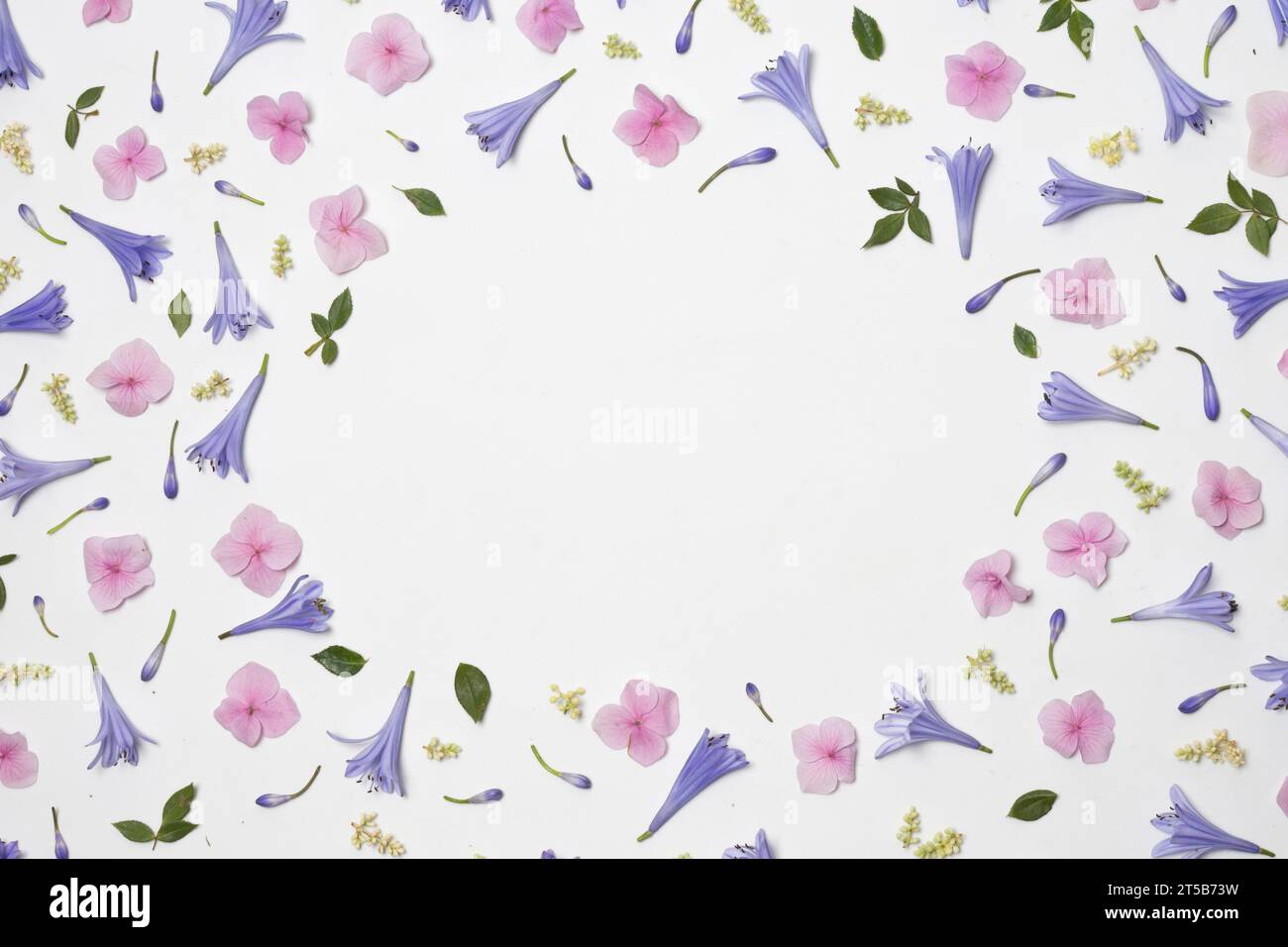 Sammlung wundervolle violette Blumen grünes Laub Stockfoto