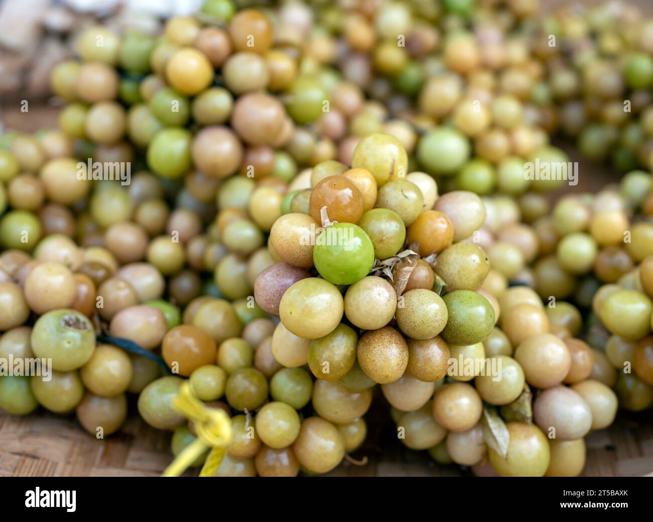 Ciplukan, Physalis angulata Frucht oder Goldbeere, GroundCherry, natürlicher Hintergrund. Stockfoto