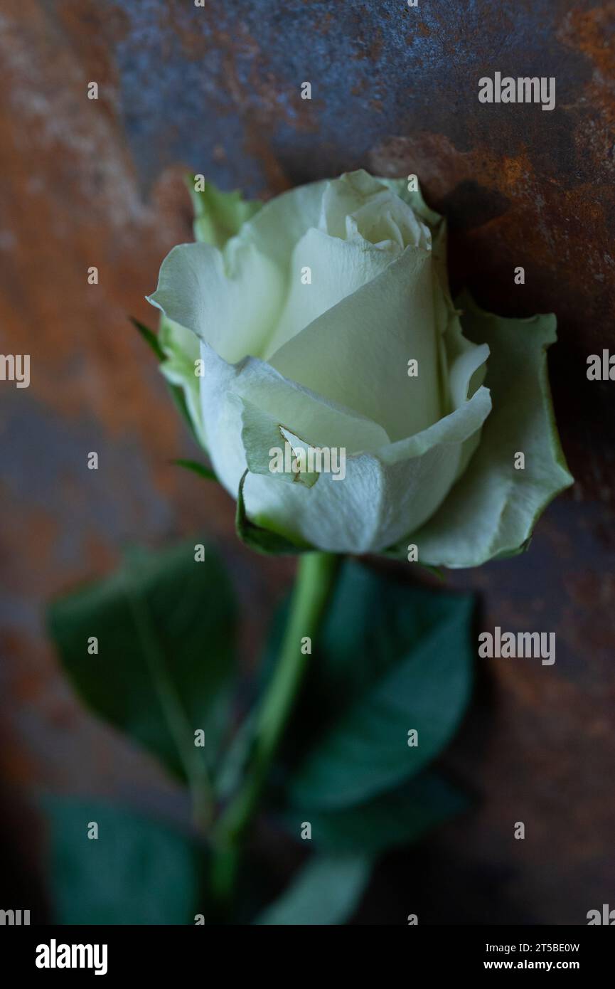 Einzelne weiße Rose auf strukturiertem Hintergrund Stockfoto