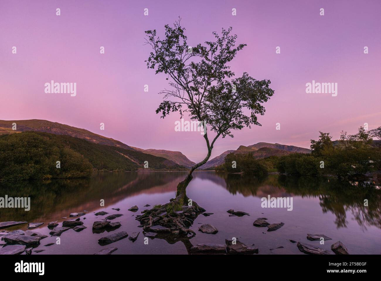 Der berühmte Lone Tree im Padarn Lake in Llanberis, Wales. Stockfoto