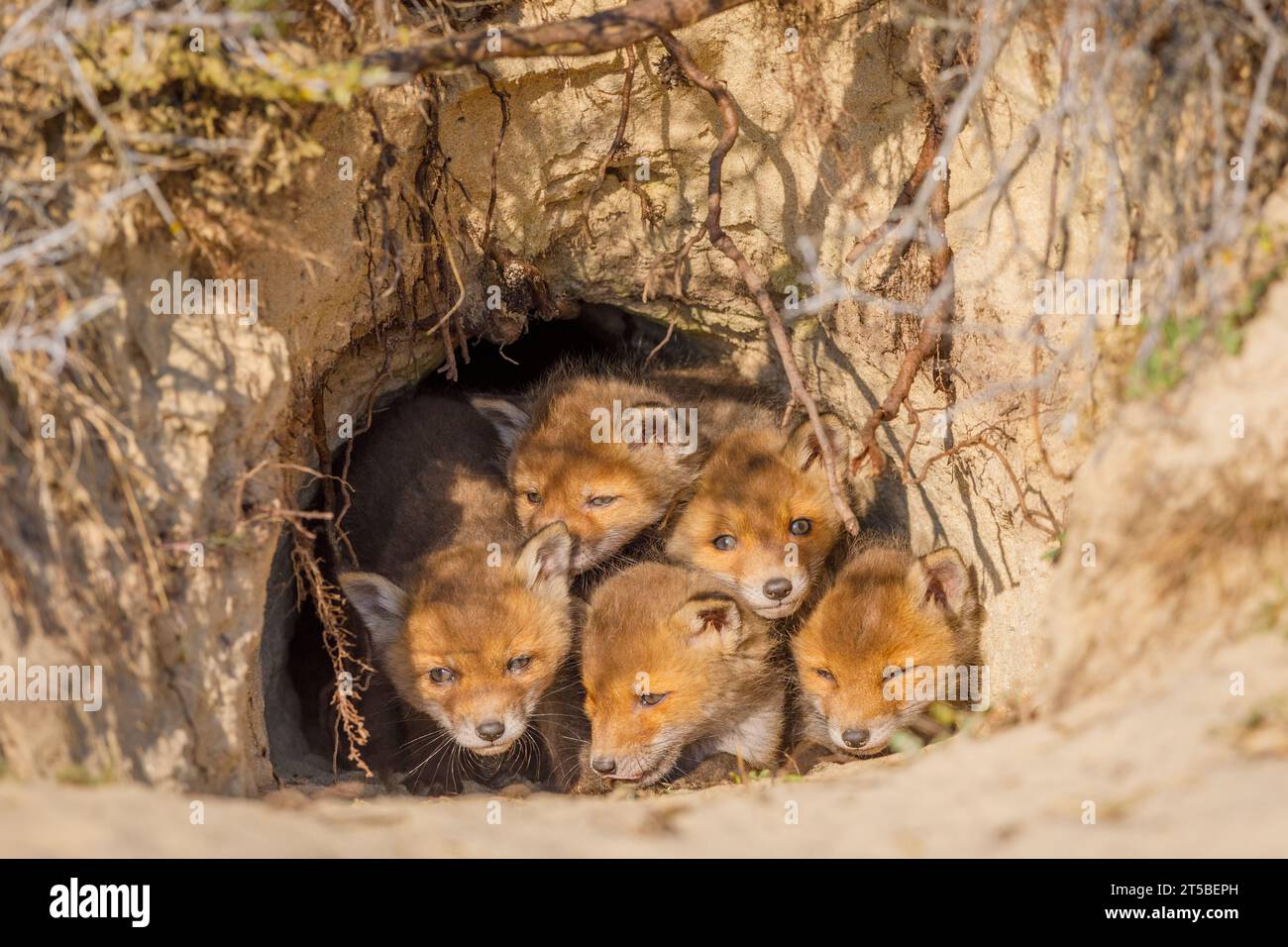 Rotfuchs (Vulpes vulpes) Welpen in der foxengrube Stockfoto