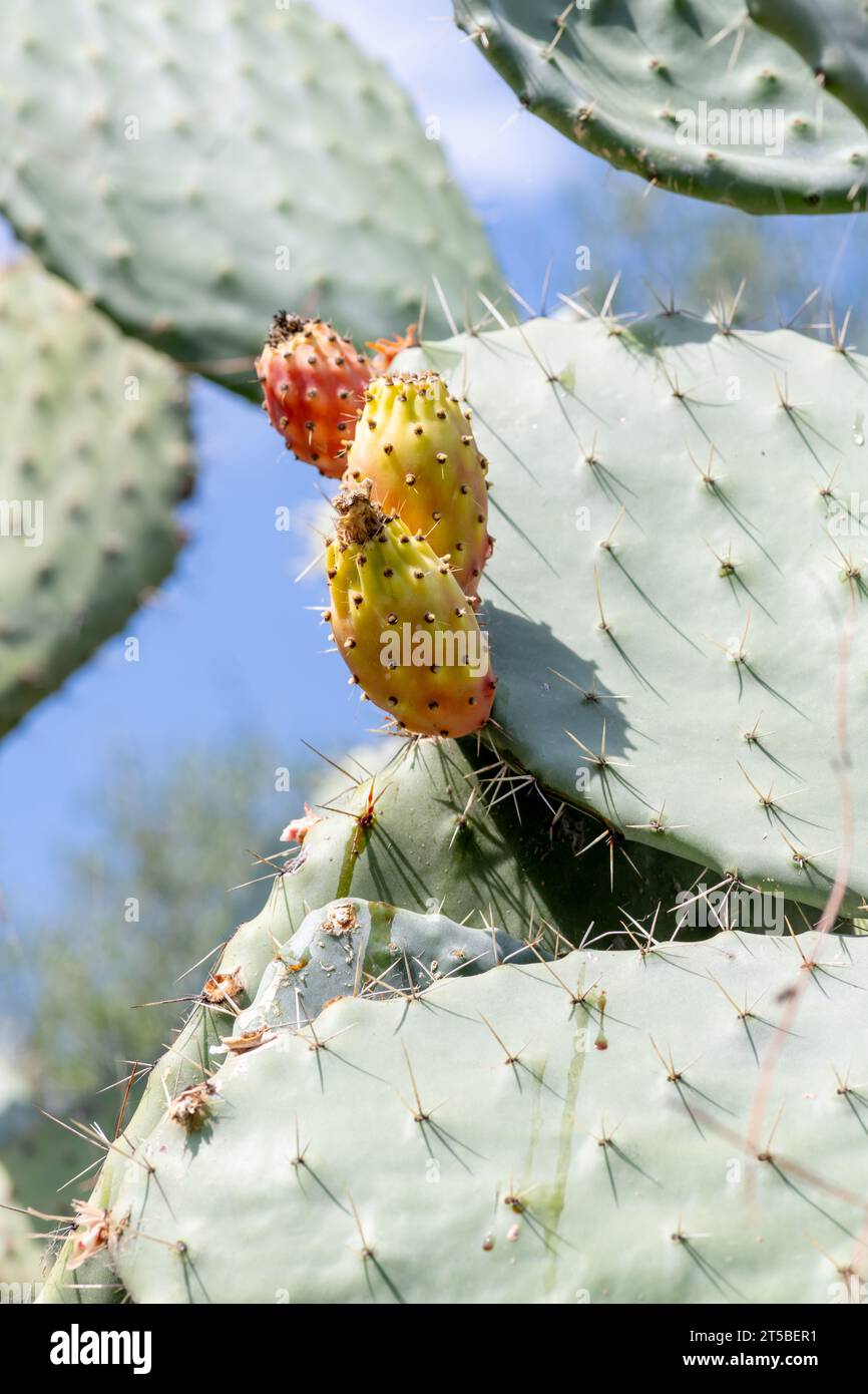 Reife stachelige Birnen auf der Kaktuspflanze. Stockfoto