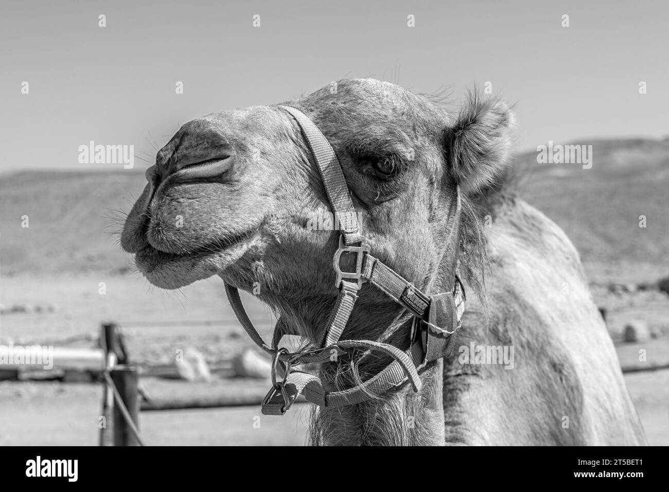 Niedliches Kamel nähert sich und macht ein Porträt-Foto in Schwarzweiß Stockfoto