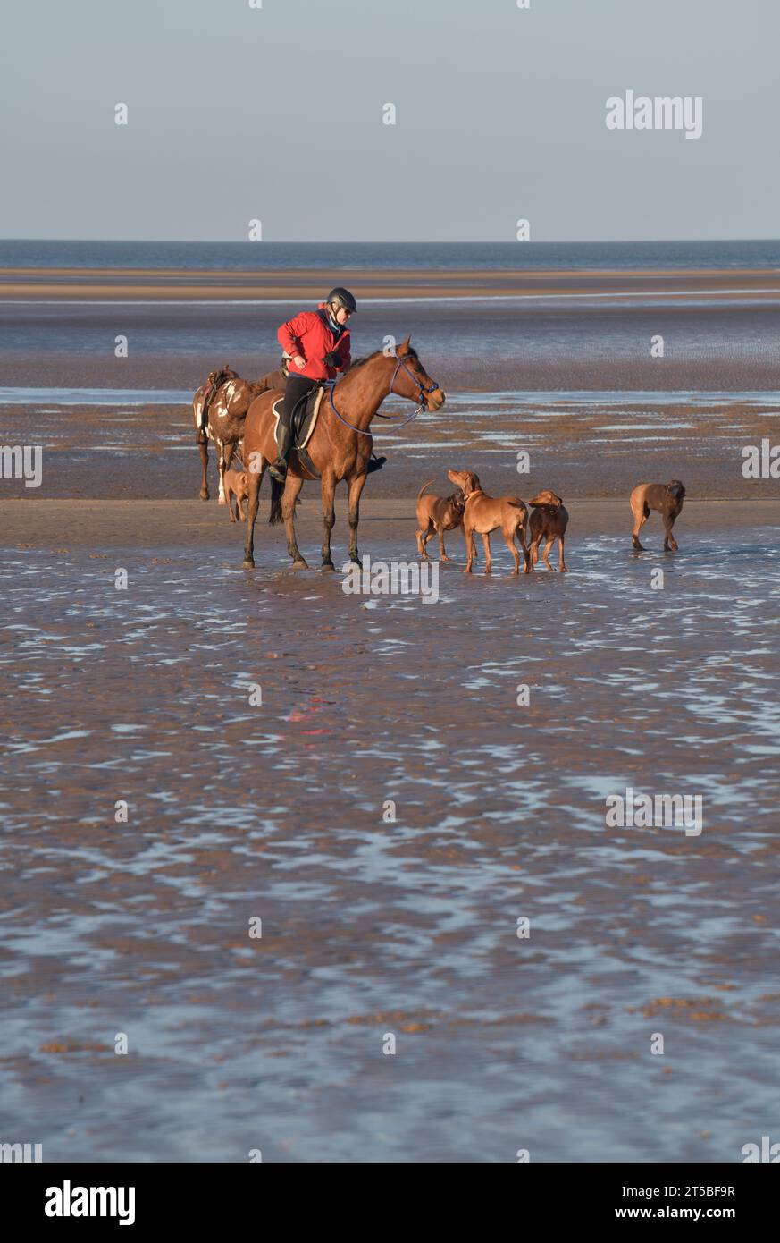 Frau zu Pferd mit Hunden brancaster Beach im Norden norfolk england Stockfoto