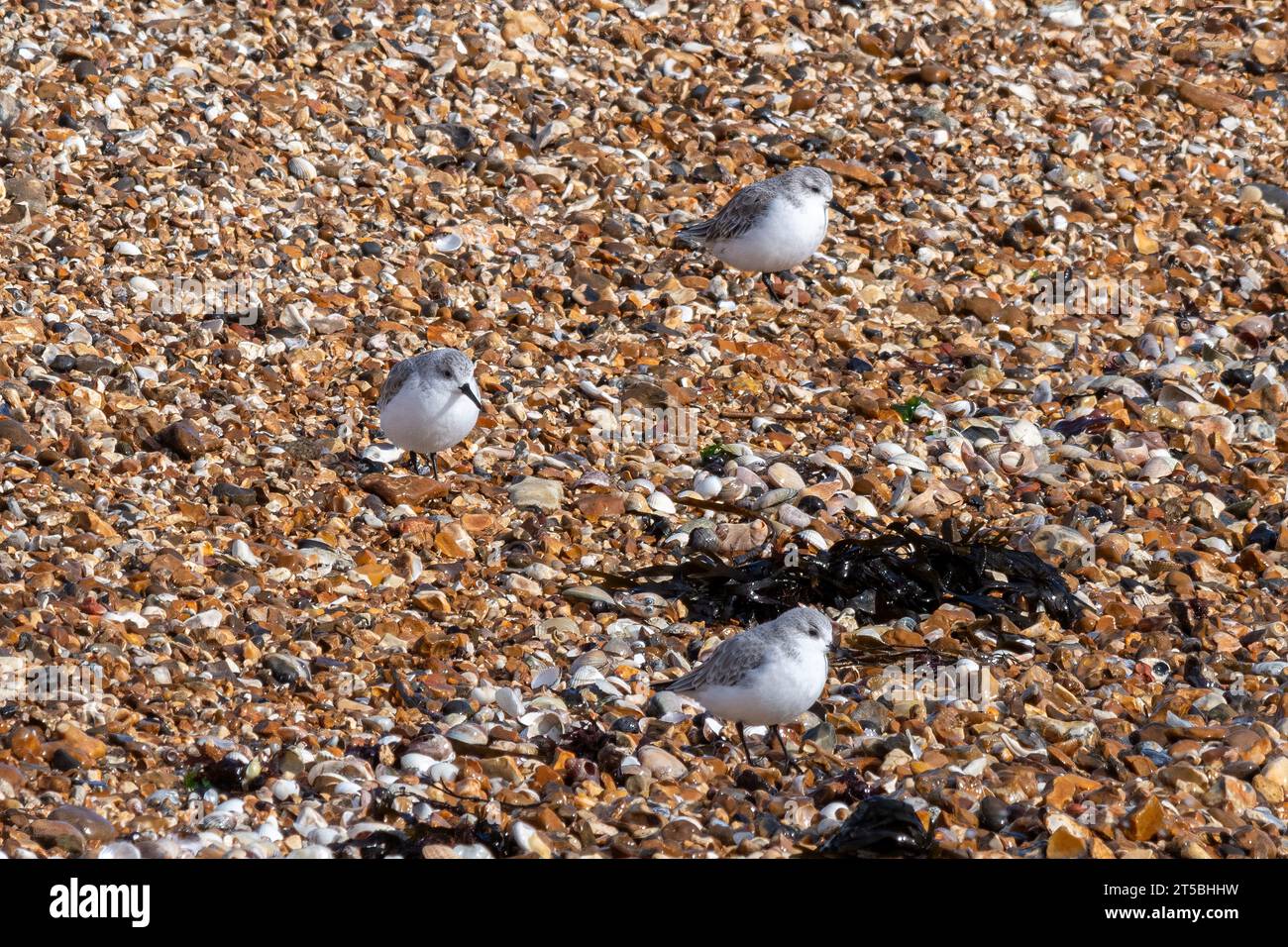 Sanderlinge (Calidris alba) am Kieselstrand von Hill Head, Hampshire, England, Großbritannien, kleine graue und weiße Watvögel Stockfoto