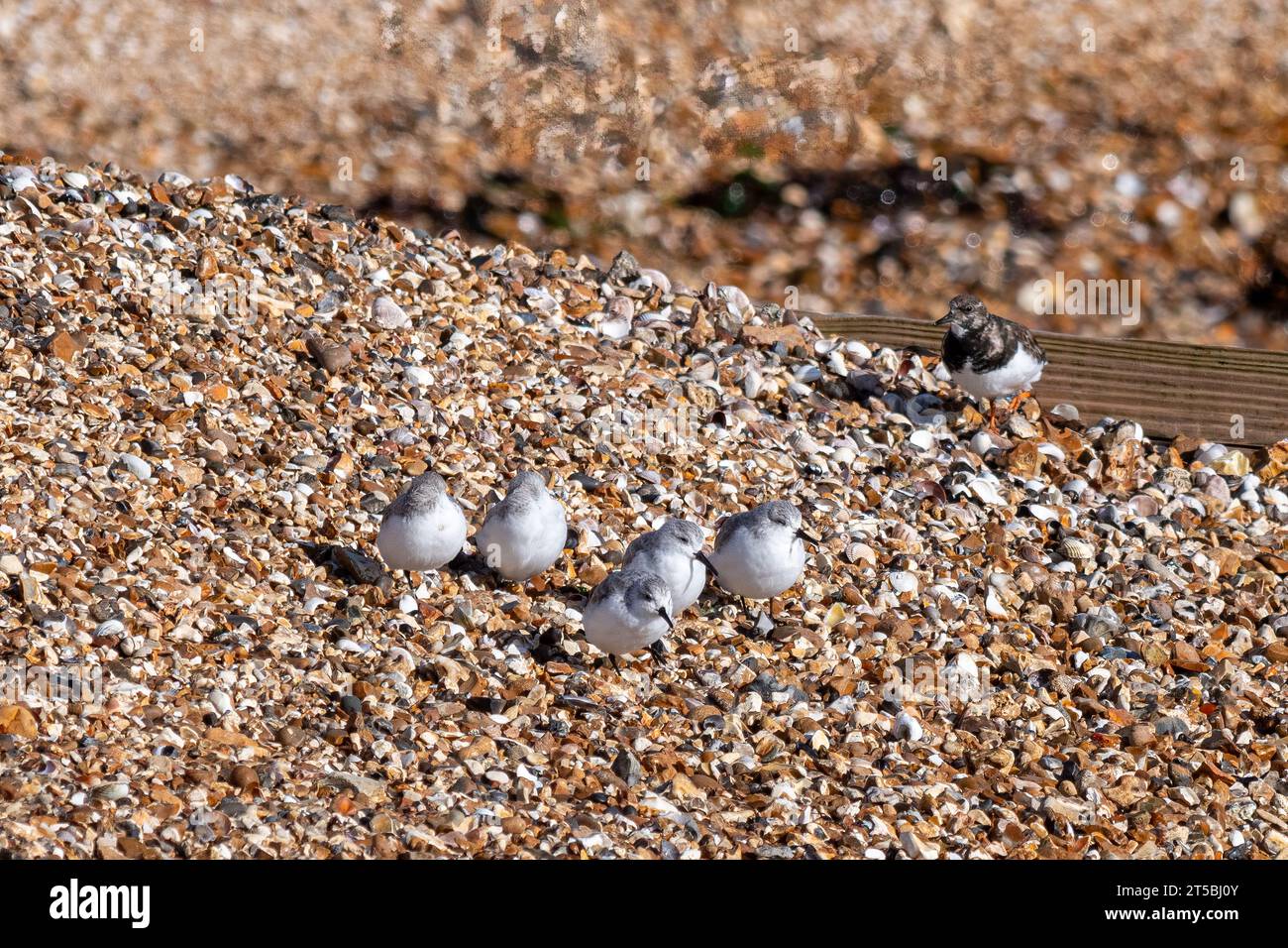 Sanderlinge (Calidris alba) am Kieselstrand von Hill Head, Hampshire, England, Großbritannien, kleine graue und weiße Watvögel Stockfoto