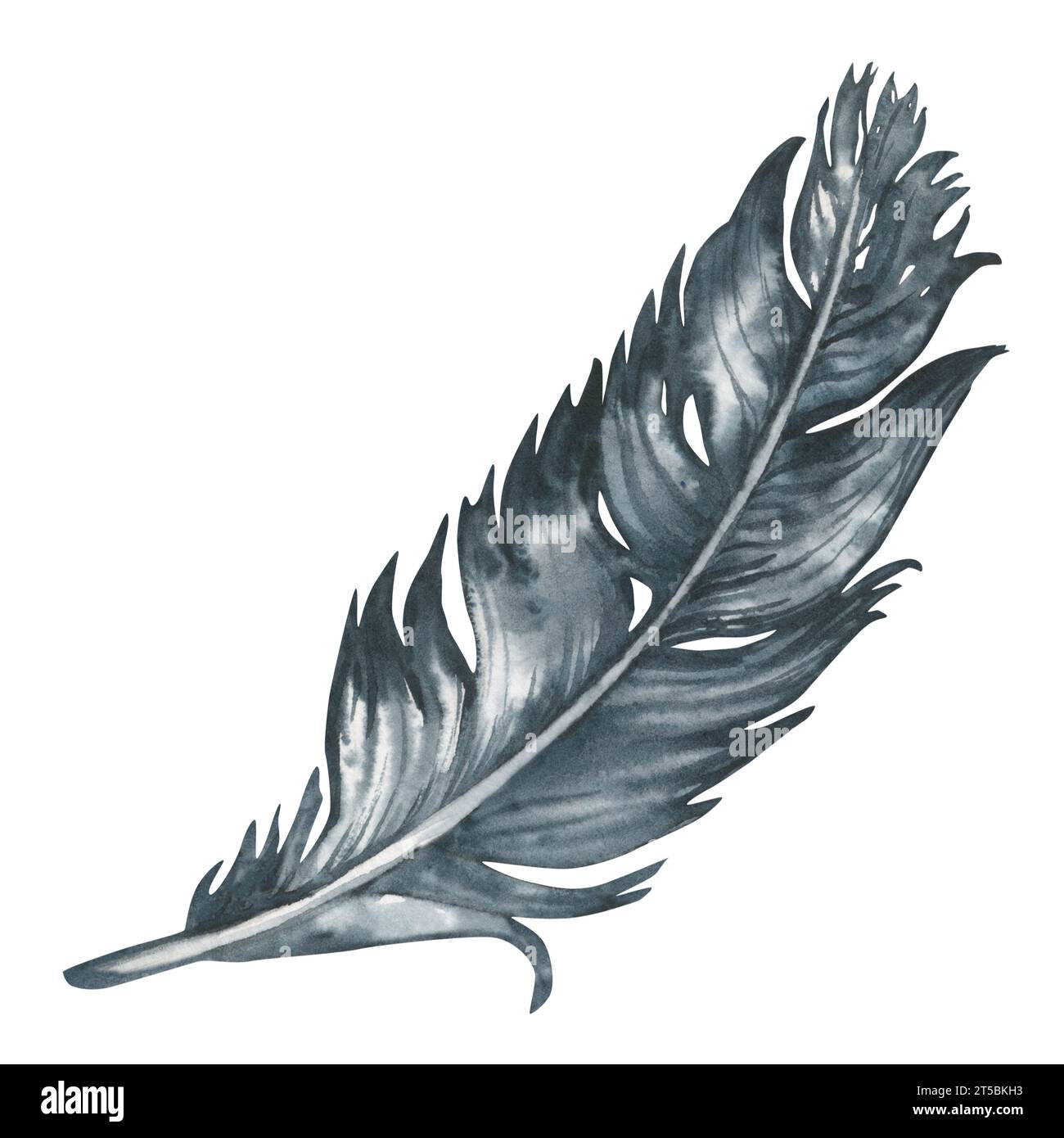 Graue Vogelfeder in Aquarellfarbe für Albumelemente, Skizzen, Einladungsdesign, Rahmen. Elemente auf weißem Hintergrund isoliert Stockfoto