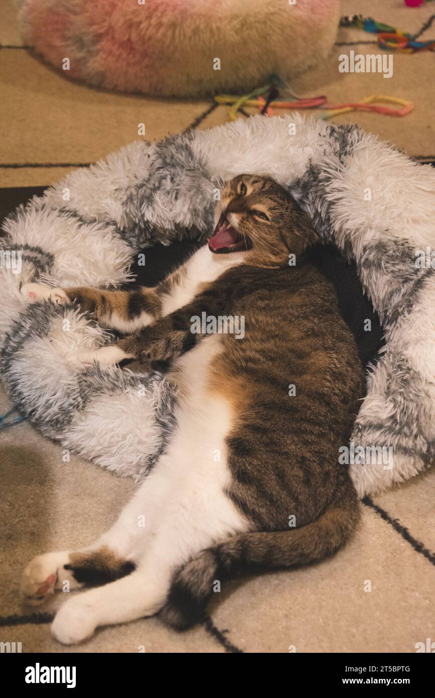 Hauskatze mit Kurzhaaren, die sich aus ihrem weißen und grauen Katzenbett ausdehnt. Stockfoto