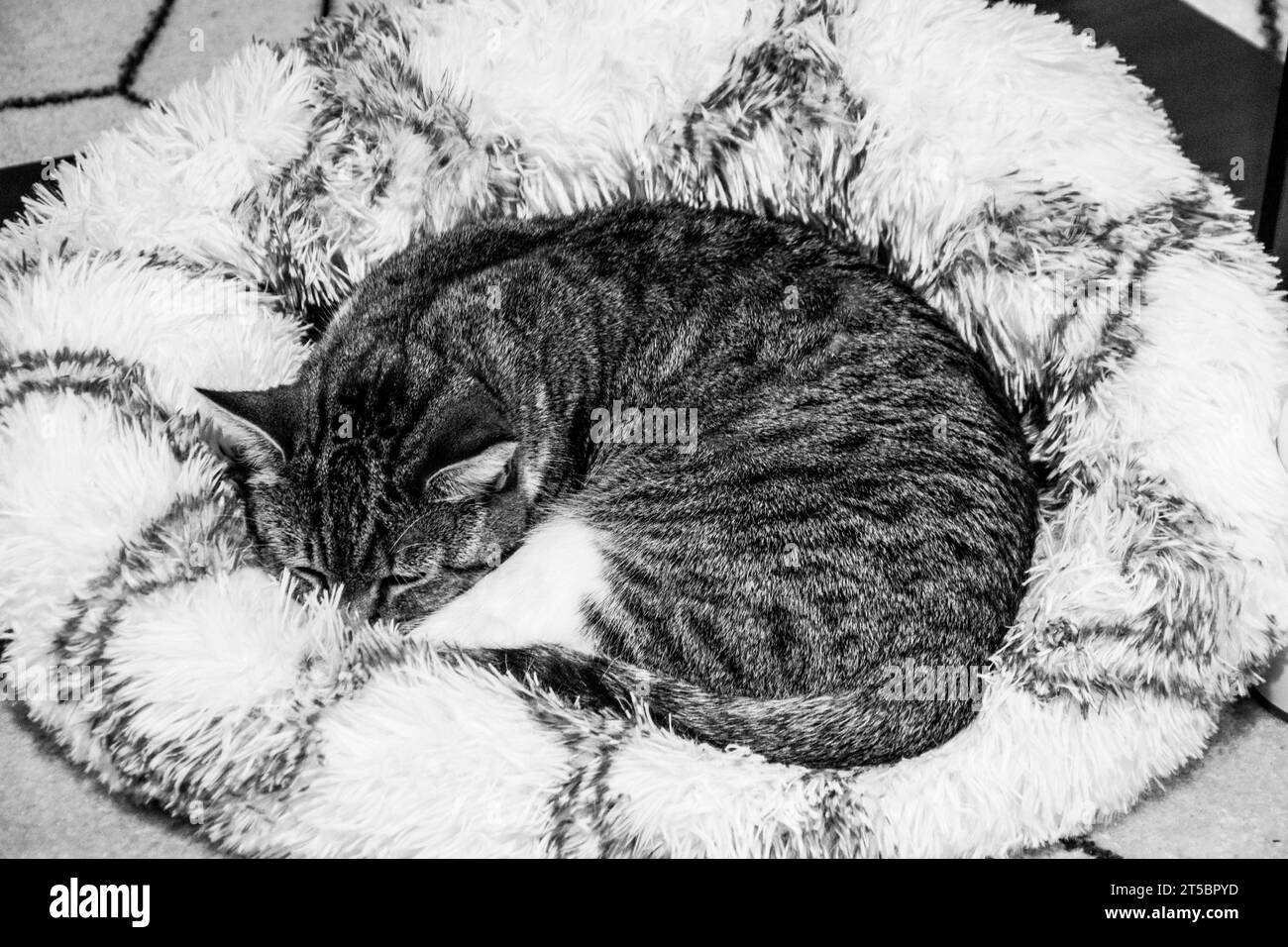 Hauskatze, die in ihrem weißen und grauen Katzenbett liegt und ein Nickerchen macht. Stockfoto