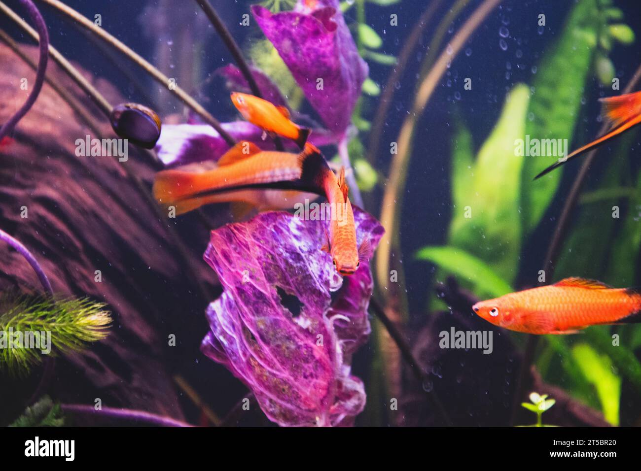 Mehrere Red Wag Schwertschwänze schwimmen in einem Aquarium mit Holz und Pflanzen im Hintergrund. Stockfoto