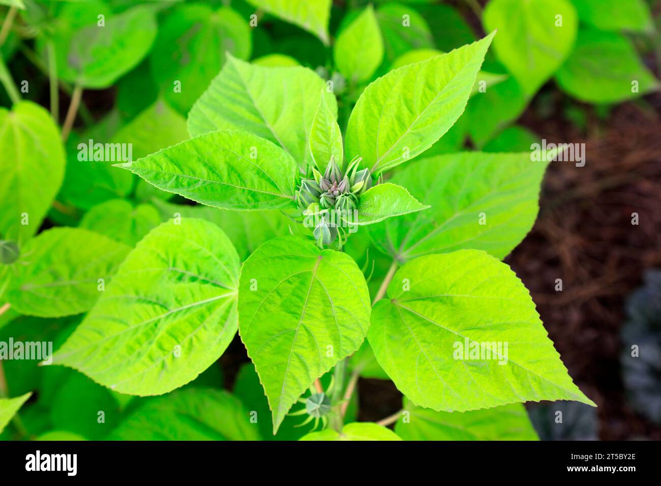 Gräser und Hibiskuspflanzen im botanischen Garten Stockfoto