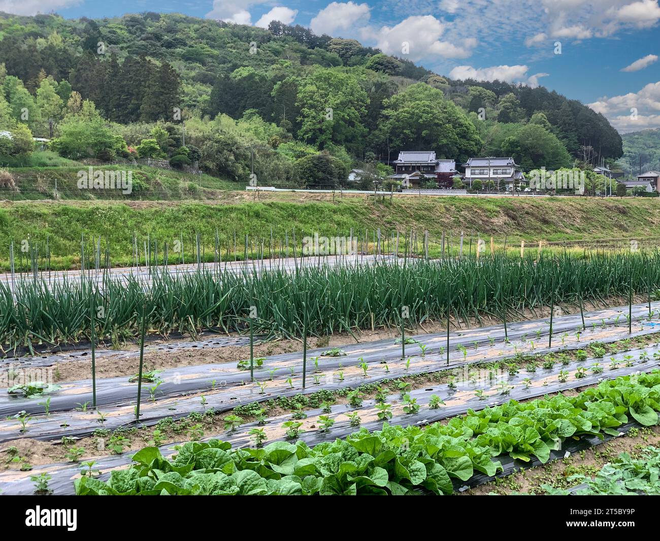 Japan, Kyushu, Ein Bauerngarten in der Nähe von Bungo-takada. Stockfoto