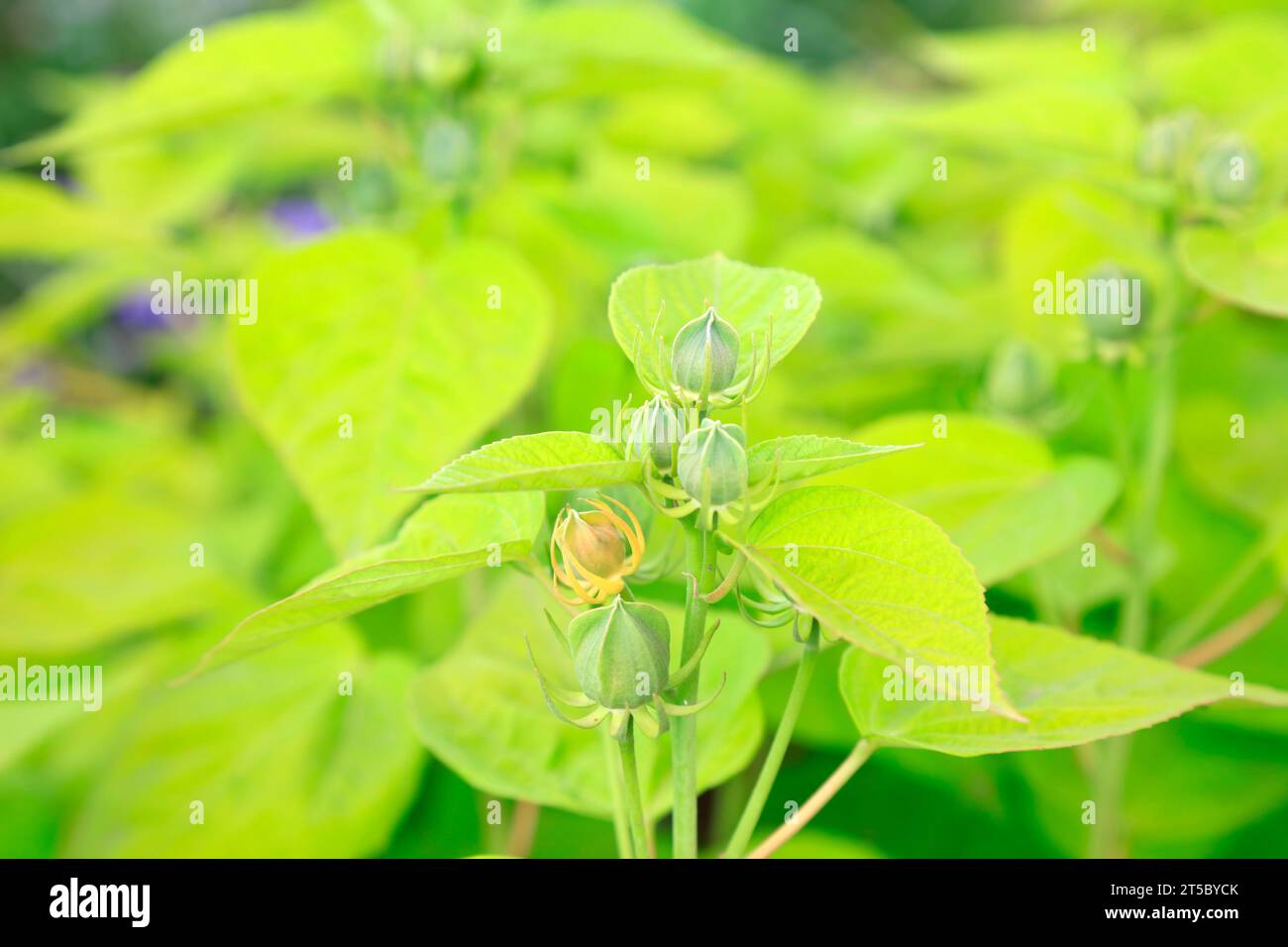 Gräser und Hibiskuspflanzen im botanischen Garten Stockfoto