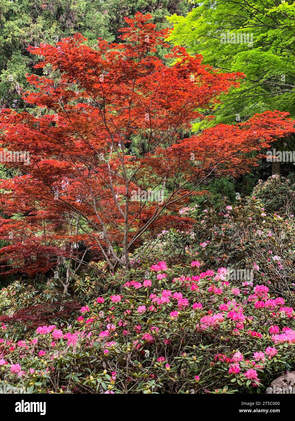 Japanischer Ahorn Rhododendronerde