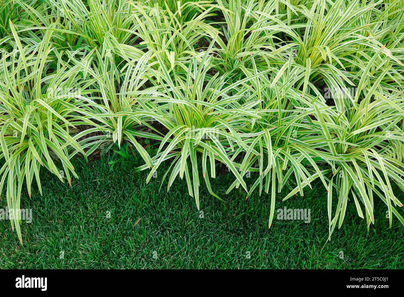 Phnom Penh breitblättriger Ophiopogon japonicus im botanischen Garten Stockfoto