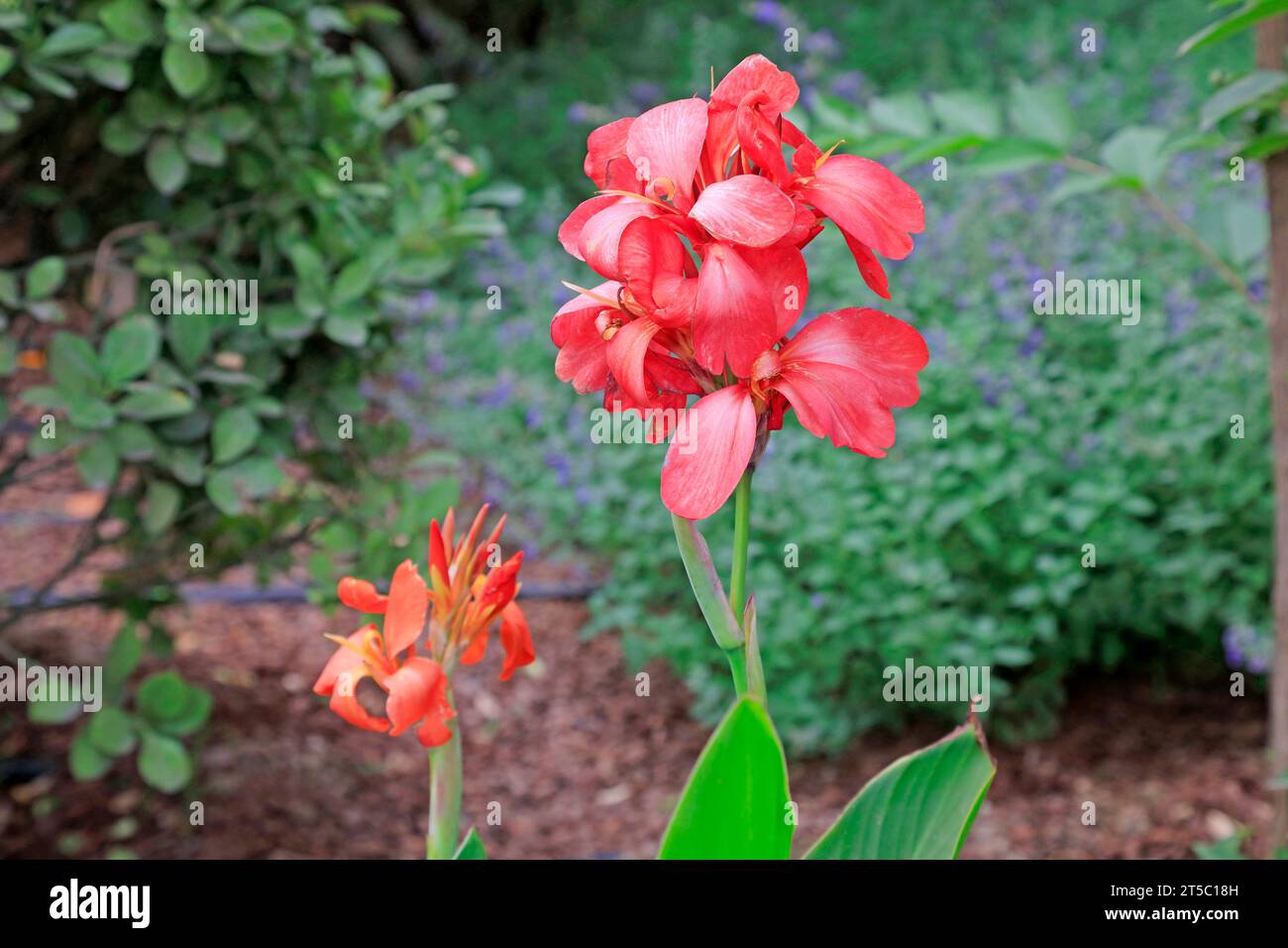 Cannabisblumen im botanischen Garten Stockfoto