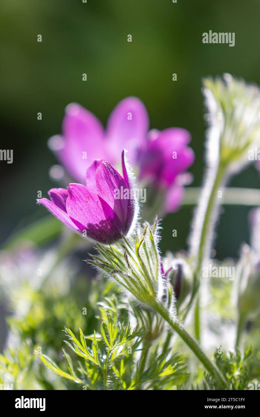 Nahaufnahme einer violetten Pasqueflower (Pulsatilla pratensis) Stockfoto