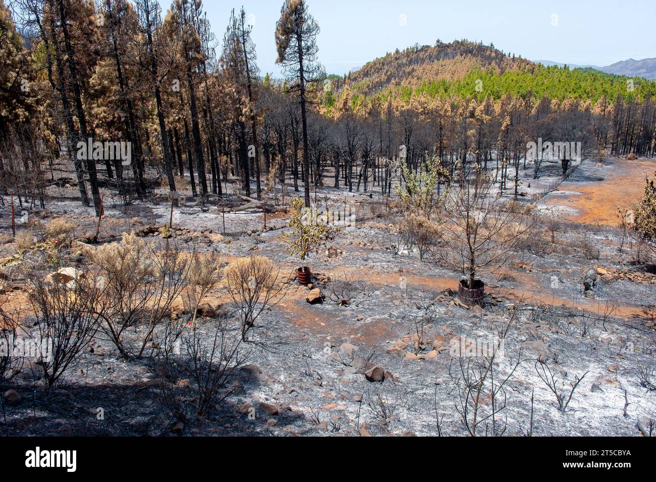 Das Ergebnis eines Waldbrandes, der Ende Juli 2023 um den höchsten Berg der Kanarischen Insel Gran Canaria wütete Stockfoto