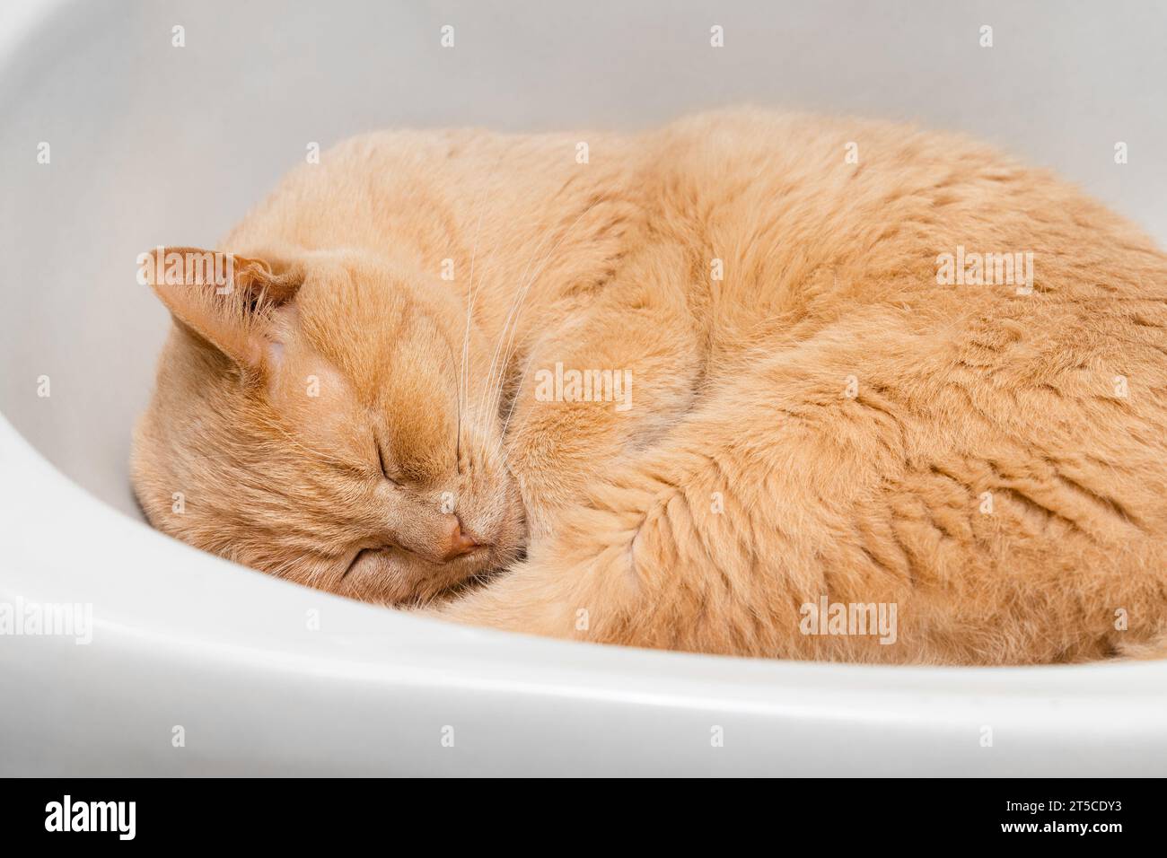 Hauskatze schläft im Waschbecken im Bad. Katze im Waschbecken Stockfoto