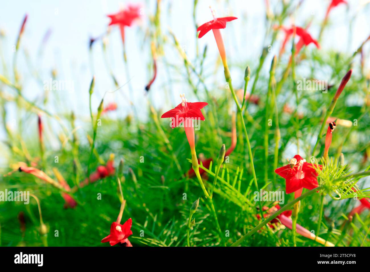 zypressenrebe im Garten Stockfoto