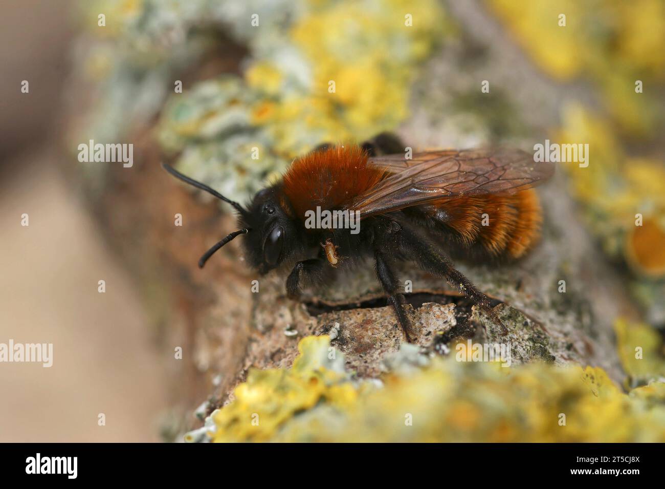 Natürliche Nahaufnahme auf einer bunten und flauschigen Tawny-Bergbaubiene, Andrena fulva, die auf Holz sitzt Stockfoto