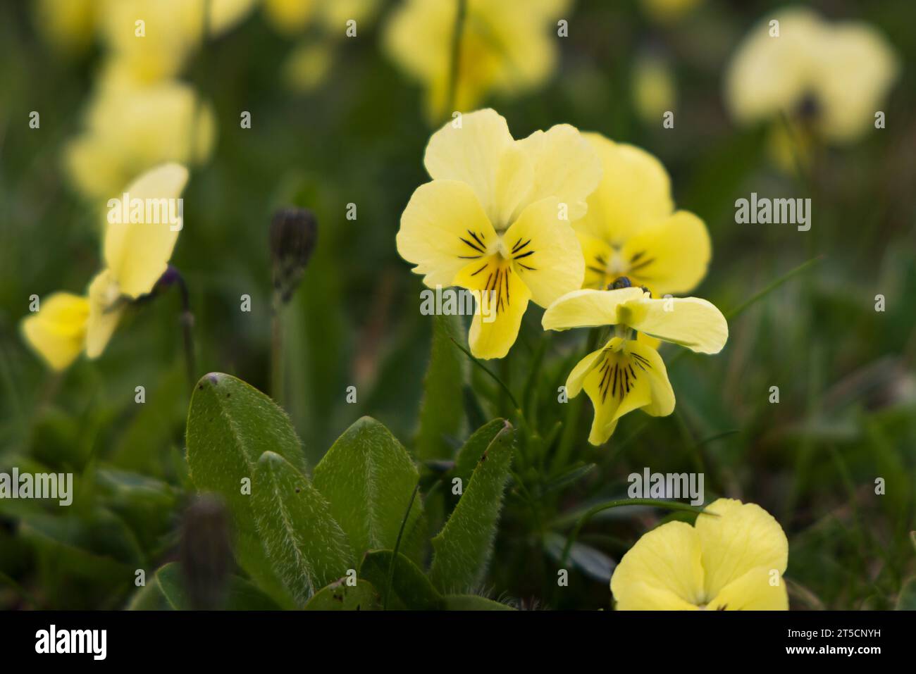 Wildes Stiefmütterchen von Violot Trikolore entlang der Route des Kretes in den Vogesen in Frankreich Stockfoto