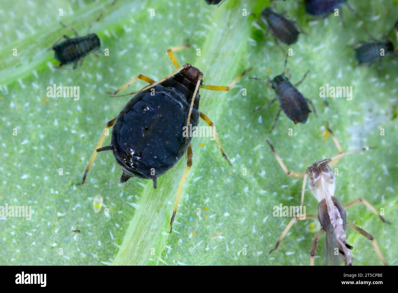 Eine Familie von Aphis Fabae Blattläuse (schwarze Bohnen-Blattlaus) an einer Pflanze Stockfoto