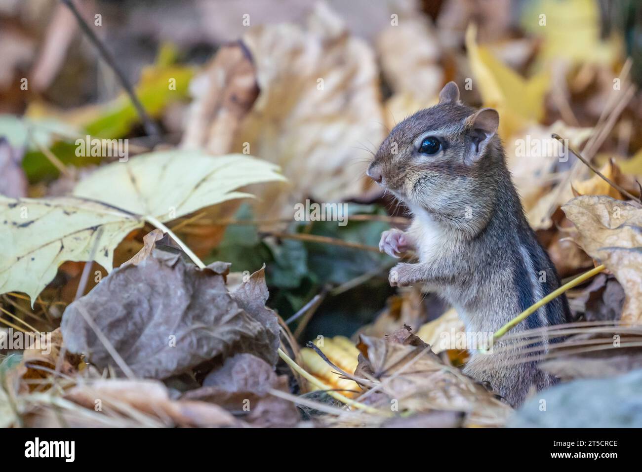 Niedliches kleines Streifenhörnchen steht in Herbstlaub Stockfoto