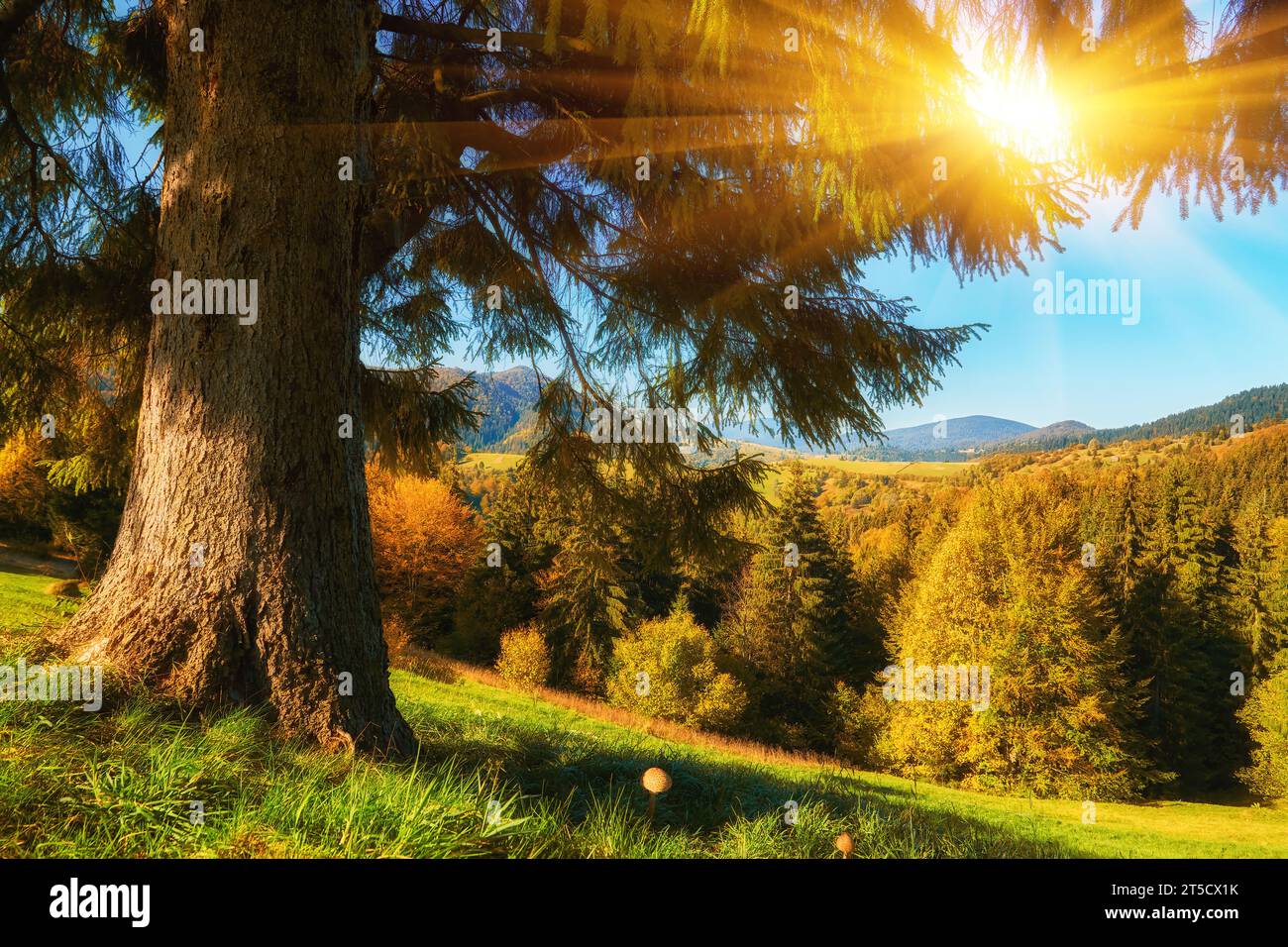 Tauchen Sie ein in die bezaubernde Symphonie des Herbstes, während Sie die majestätischen Karpaten erkunden. Im Vordergrund ein leuchtend grüner Teppich aus g Stockfoto