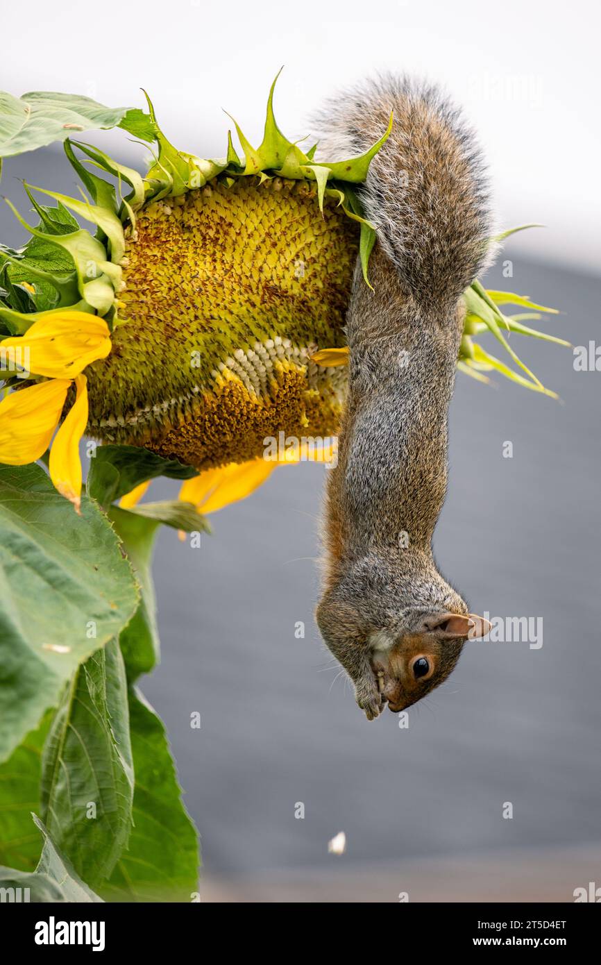 Eichhörnchen isst reife Sonnenblumen auf einer Reifen Sonnenblume im Spätsommer Stockfoto