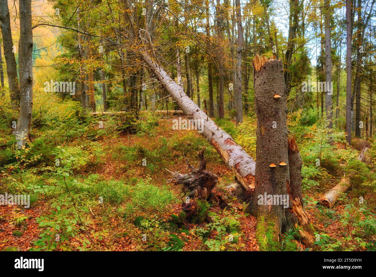 Begeben Sie sich in die Umarmung der widerstandsfähigen Schönheit der Natur, während Sie einen majestätischen gefallenen Baum inmitten des bezaubernden Herbstwaldes sehen. Stockfoto