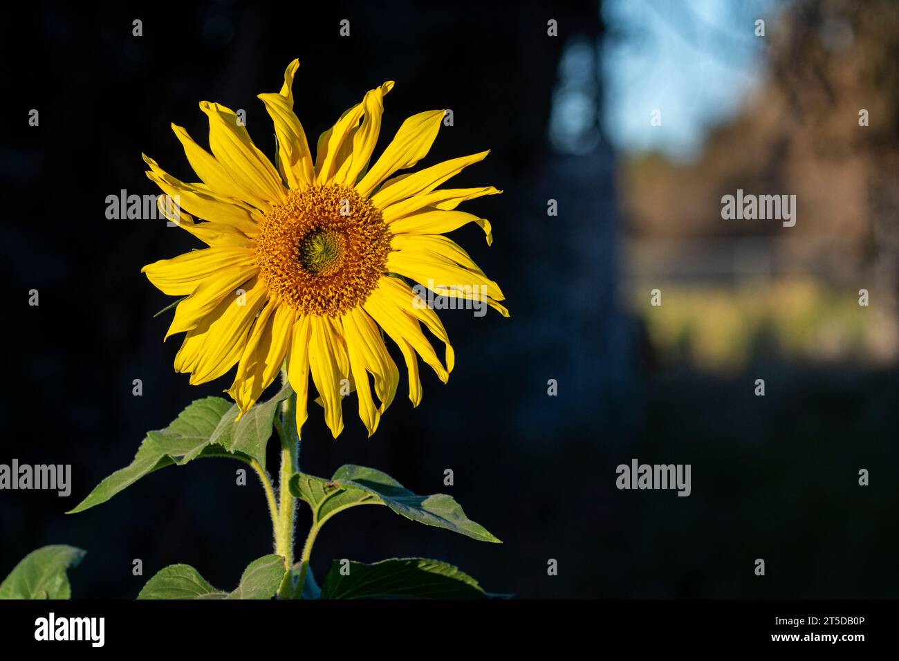 Die kalifornische Sonnenblume (Helianthus californicus), die hier in der Mojave-Wüste zu sehen ist, stammt aus Kalifornien und Baja California in Mexiko. Stockfoto