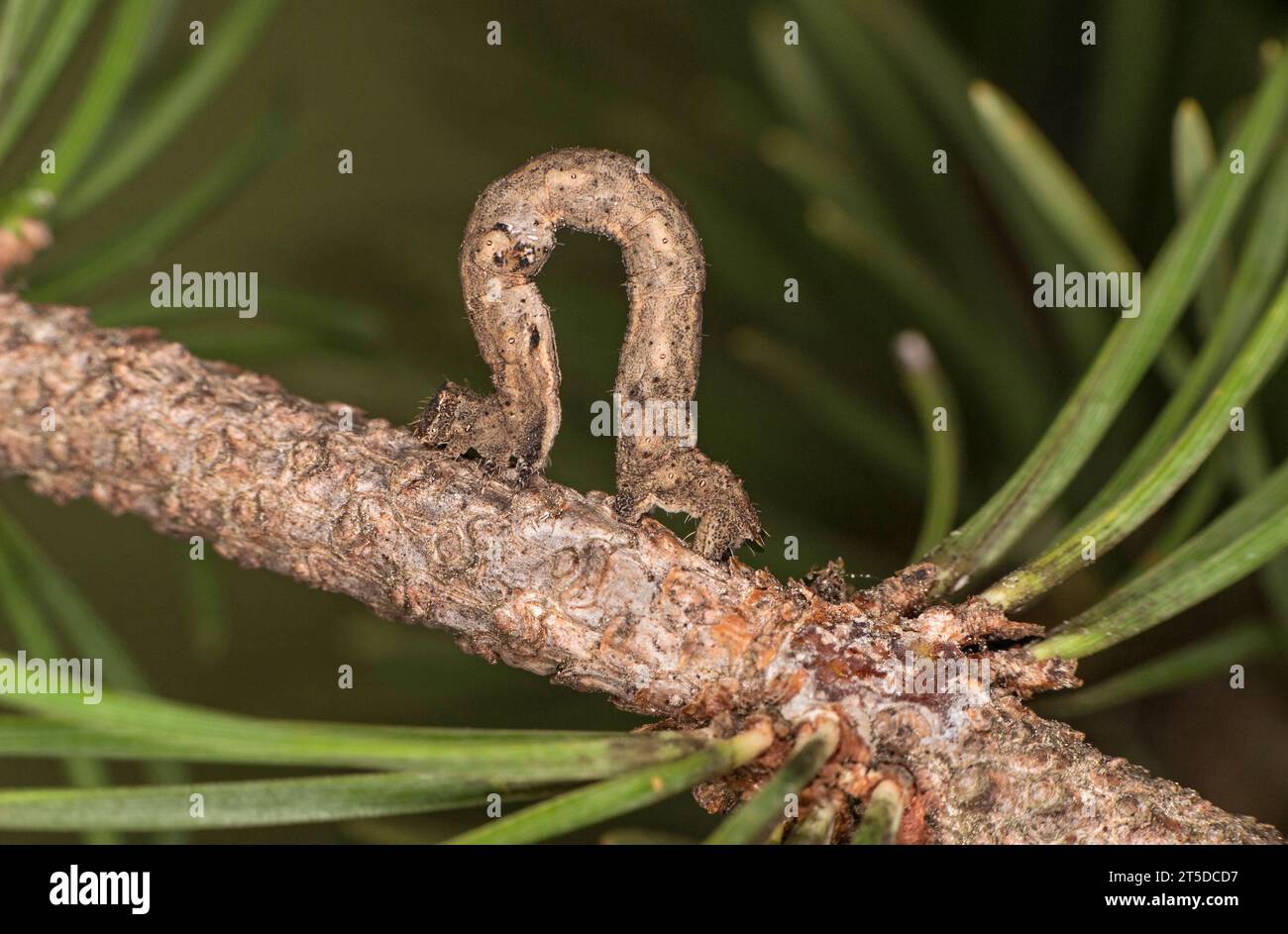 Raupe der Motte Weide Beauty (Peribatodes rhomboidaria), Wallis, Schweiz Stockfoto