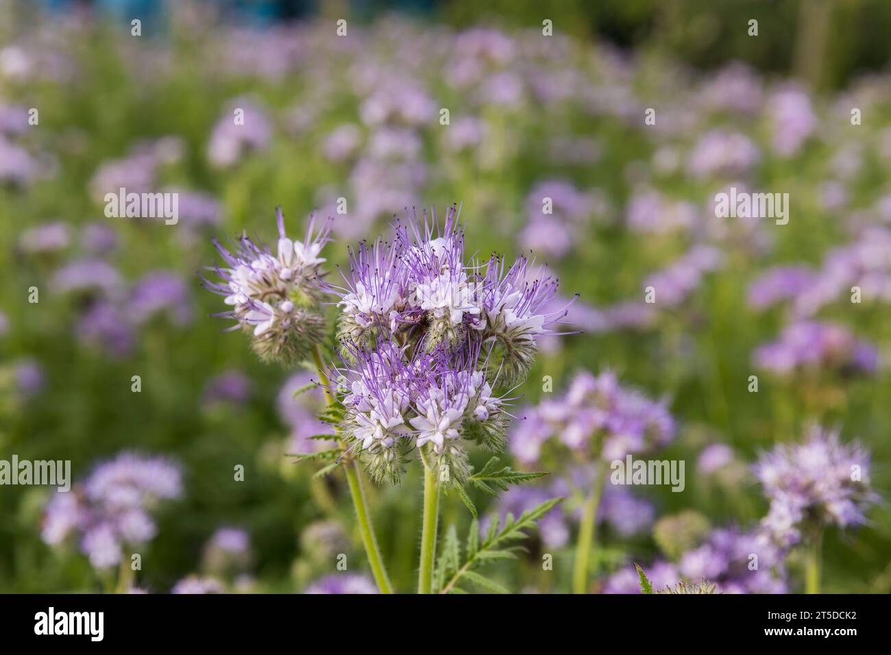 Eine Wiese mit blühender phacelia, Nahaufnahme einer Biene, die Nektar sammelt. Stockfoto