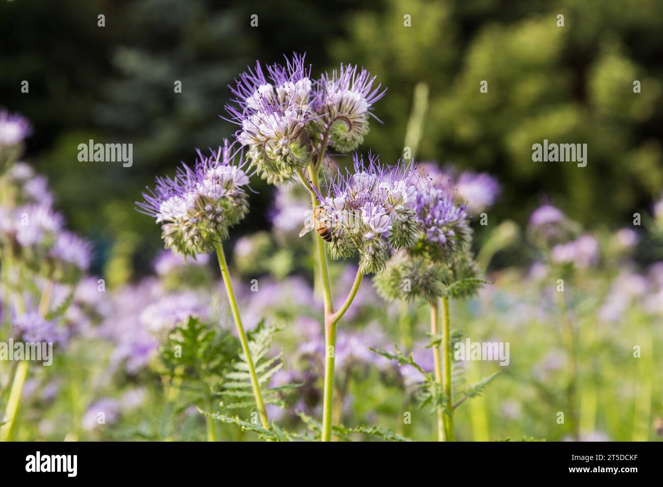 Eine Wiese mit blühender phacelia, Nahaufnahme einer Biene, die Nektar sammelt. Stockfoto