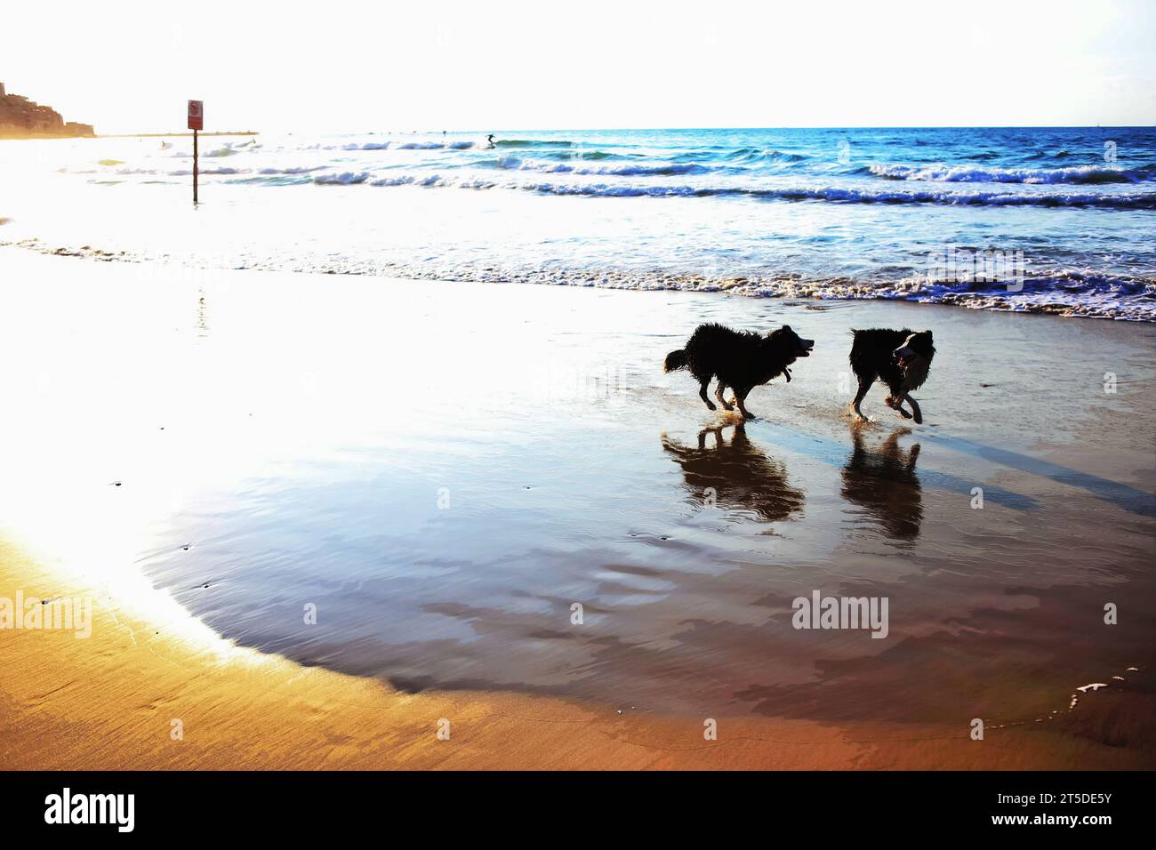 Fantastisches Panorama auf das Mittelmeer in Tel Aviv und Hunde laufen und das Leben genießen. In der Ferne reiten Surfer eine Welle - im Nachhinein scheint die Sonne Stockfoto