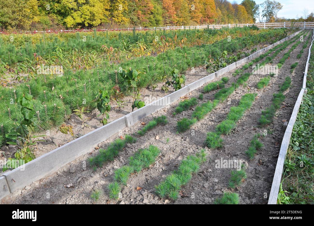 Baumschulen, in denen Waldbäume aus Saatgut angebaut werden Stockfoto