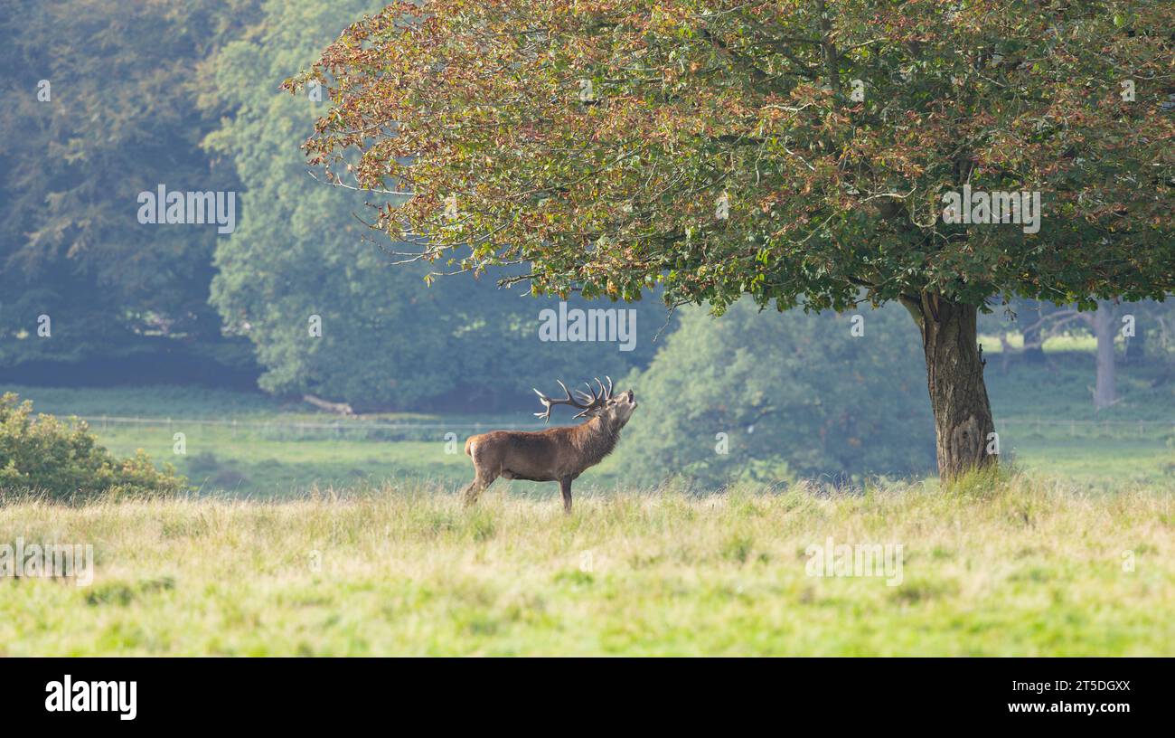 Rotwild, cervus elaphus, Hirsch, der sich in seinem Gebiet auf der Wiese umsieht. Dominantes männliches Säugetier mit dunklem, starkem Geweih Stockfoto